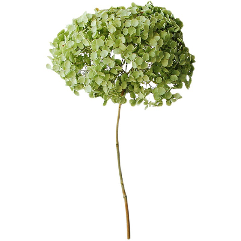 花绣球花图片-海量高清花绣球花图片大全 - 阿里巴巴