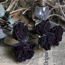 黑色玫瑰干花花束黑魔术天然真花永生花家居装饰拍照插花客厅摆件