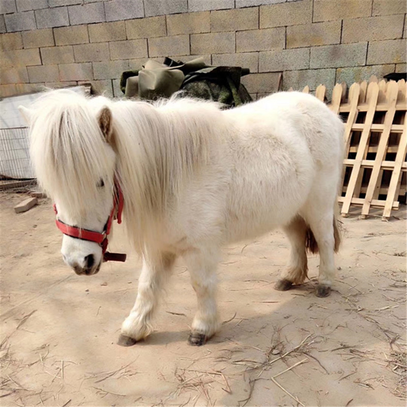 0成交0匹哪里卖好骑的白龙马儿童骑乘马出售一匹宠物马价格德宝矮马