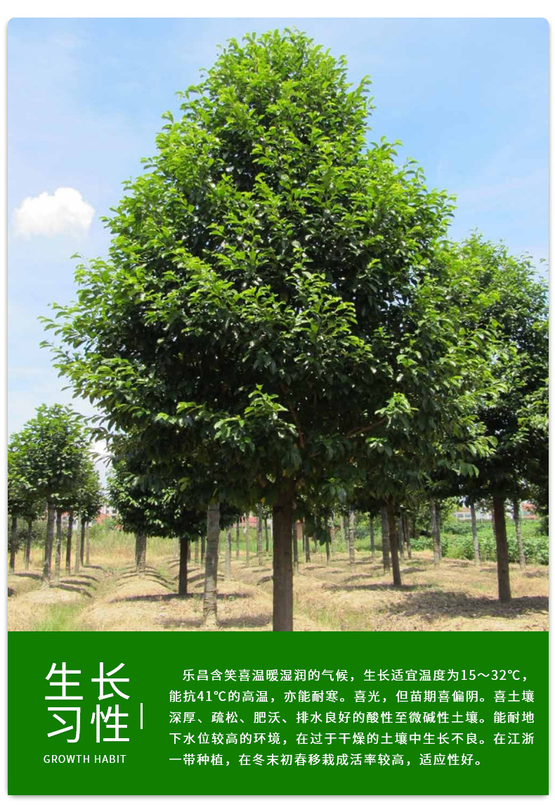 湖南苗木基地长期供应 3一15公分乐昌含笑 景叶白兰 湖南绿化苗木