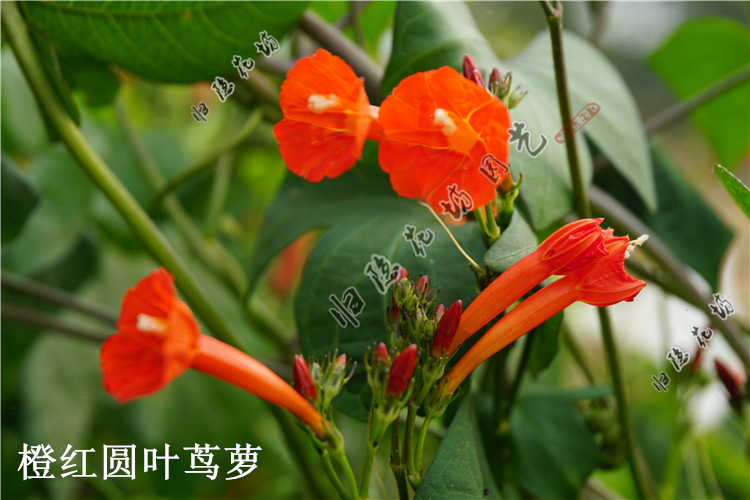 爬藤五角星花种子 鸟罗种子 羽叶茑萝 圆叶茑萝 鱼花茑萝爬藤植物