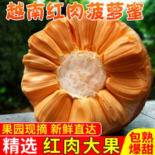 越南红肉菠萝蜜新鲜水果红肉进口应季红心木菠萝一整个包邮批发