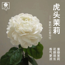 一件代发虎头茉莉花苗盆栽带苞室内重瓣老桩浓香九里栀子四季开花