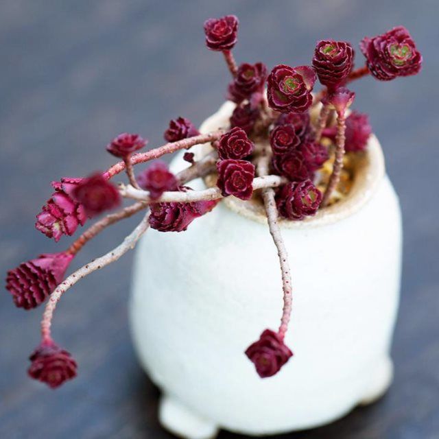 花陌派小球玫瑰老桩植物室内四季绿植盆栽花多肉多肉