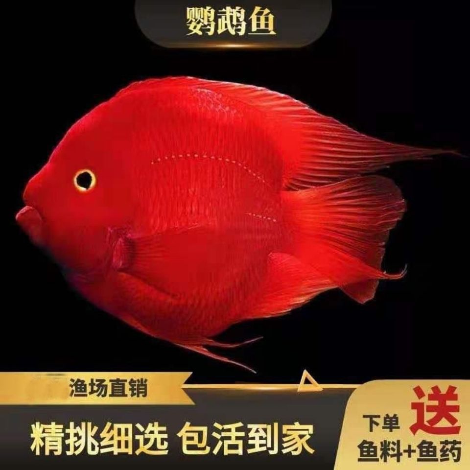 血鹦鹉鱼发财鱼活体元宝红财神招财鱼观赏鱼银龙鱼热带观赏鱼包邮