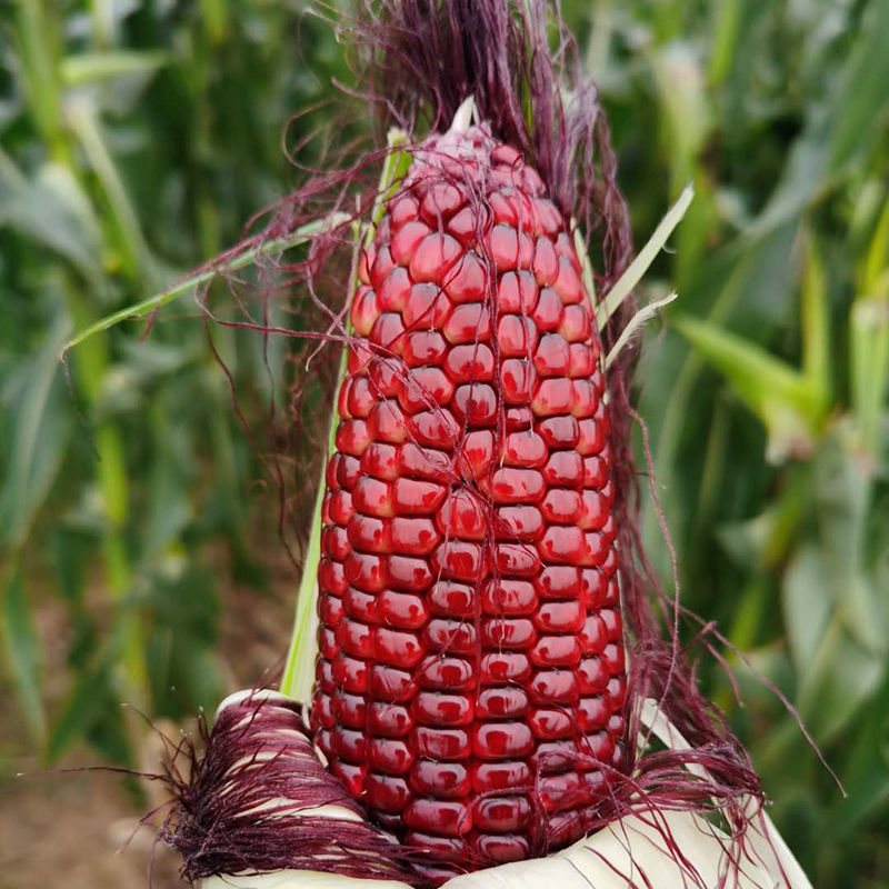 【种源】山东红宝石水果玉米鲜食玉米 6根装5斤