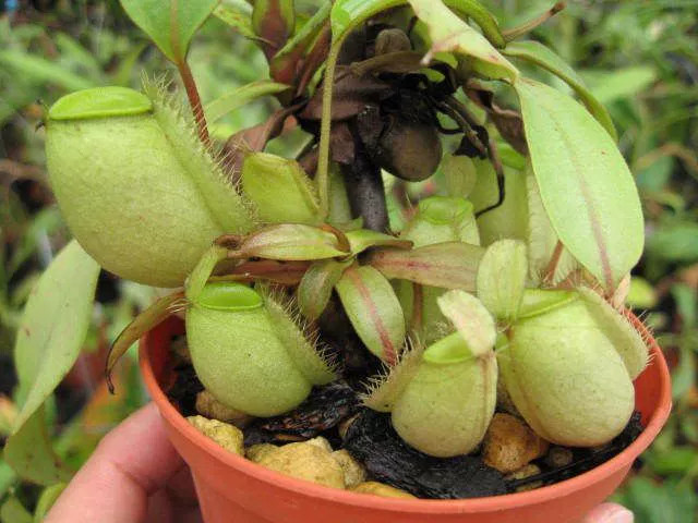 绿苹果猪笼草 地笼食虫草捕蝇草捕蚊虫食虫植物热带植物室内-阿里巴巴