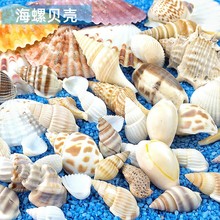 贝壳海螺 东风螺diy滴胶封入物 工艺品制作材料 DIY海洋产物