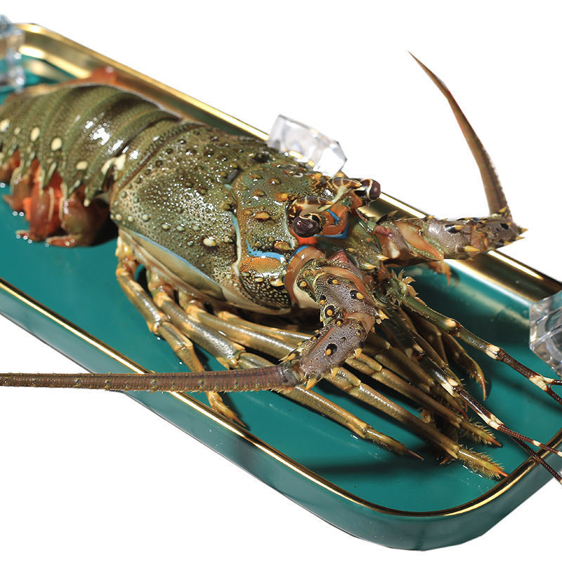 2只包邮生冻青龙虾海鲜水产鲜活冷冻青龙仔小非波士顿龙虾澳龙