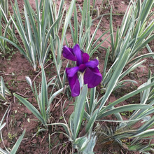 花叶玉蝉花 苗圃批发 产地价格 多年生水生地被观叶观花 花卉植物