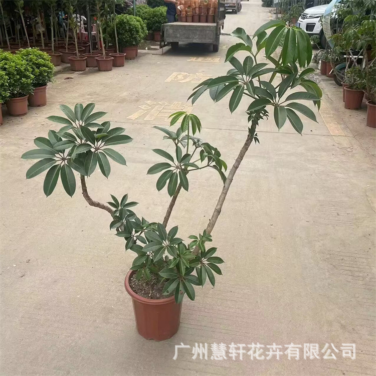 广州批发居家绿植保罗盆栽花卉植物鸭脚木造型保罗 大叶伞-阿里巴巴