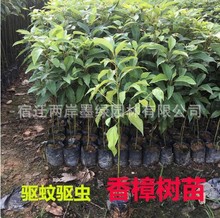 基地供应香樟树苗 庭院绿化四季常青植物 工程用苗小叶香樟树