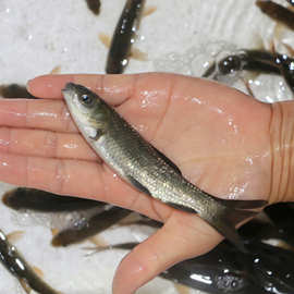 四川螺丝青鱼鱼场直发运输包活淡水鱼苗包邮