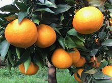 四川明日见柑橘苗优质苗明日见柑橘苗新品种柑橘苗