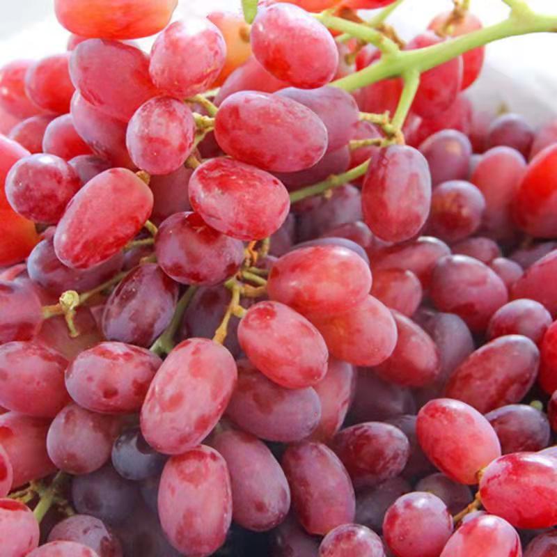 无核白葡萄无籽水果新鲜当季整箱马奶提子青吐鲁番小葡萄5斤6-7月熟