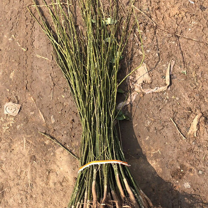 基地批发国槐苗 园林工程绿化国槐树苗 荒山造林槐树苗规格齐全