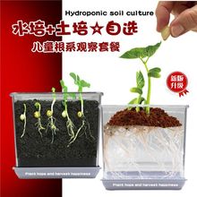 儿童植物观察窗植物种子发芽生长盒幼儿园种植盆栽小学生科学套装