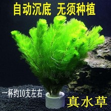 水草活体鱼缸造景好活易养真水草水下叶植物绿菊蜈蚣草