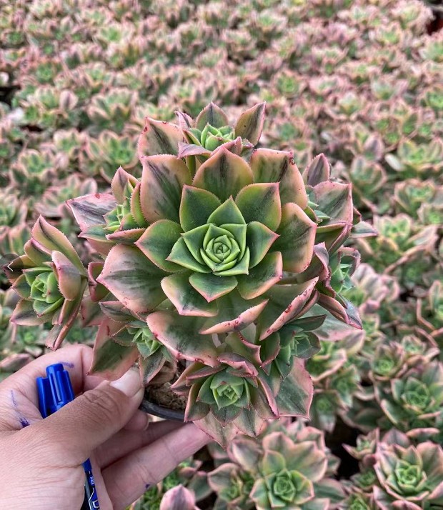 星爆 多头 7-10cm 实拍法师系列 9cm盆1.5年苗根部木质化