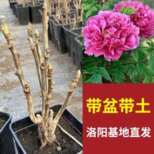 正宗牡丹花牡丹重瓣观赏花卉庭院室内外绿植带盆带土