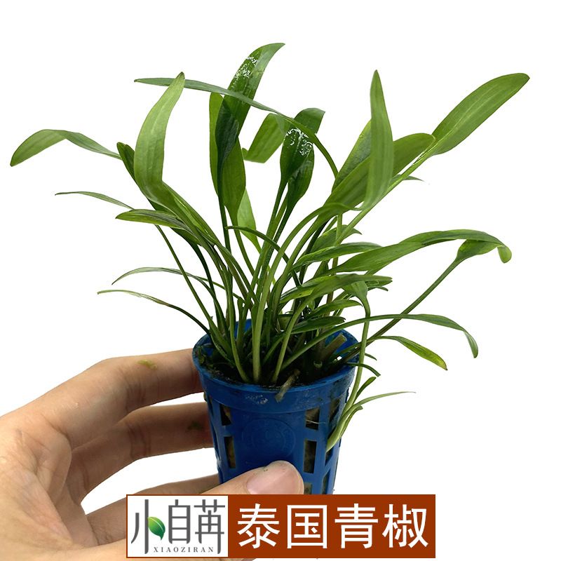 泰国青椒迷你椒草椒草水草活体批发鱼缸造景真水草装饰水族箱观赏