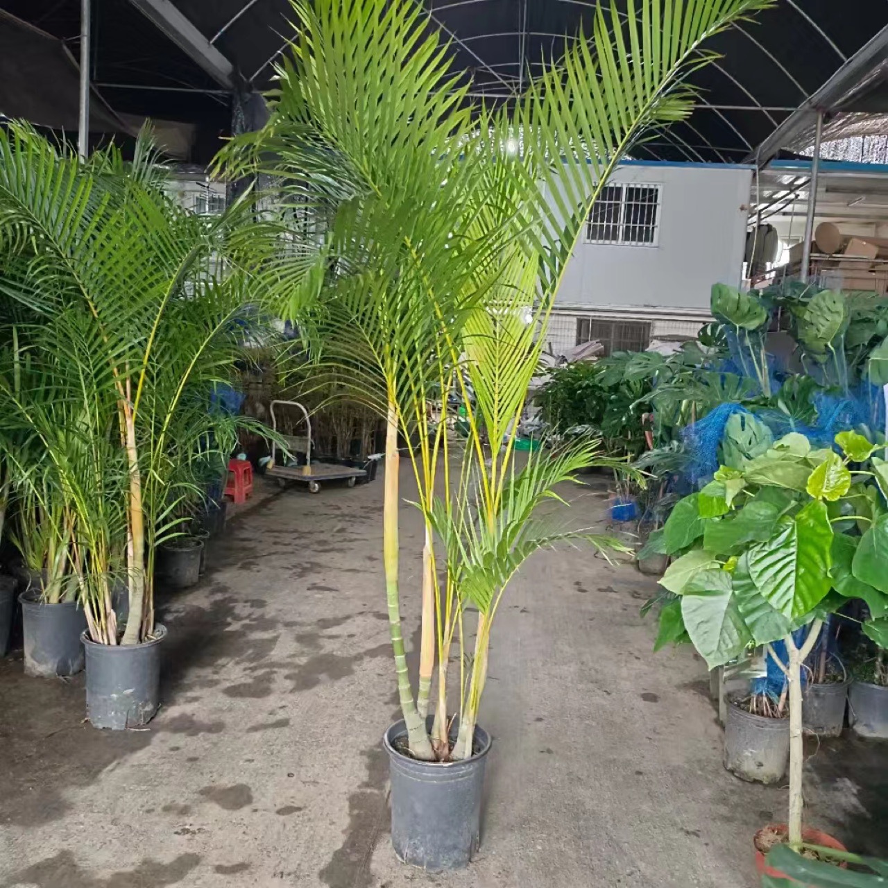 散尾葵夏威夷凤尾竹子室内办公室盆栽落地观叶观赏植物大型绿植