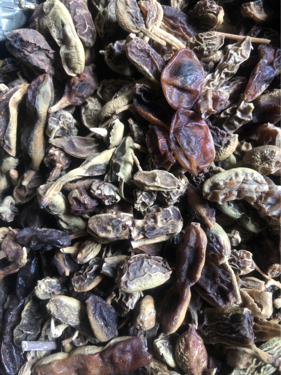 批发中药槐角 金药树 槐实 护房树 药厂各种规格