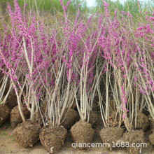 基地销售丛生紫荆树苗 紫荆小苗满条红 绿化苗木庭院别墅观赏花卉