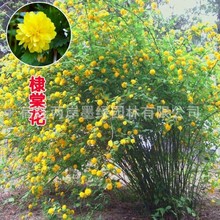 【棣棠工程苗】大量供应优质3-5头棣棠苗爬藤攀缘植物棣棠苗