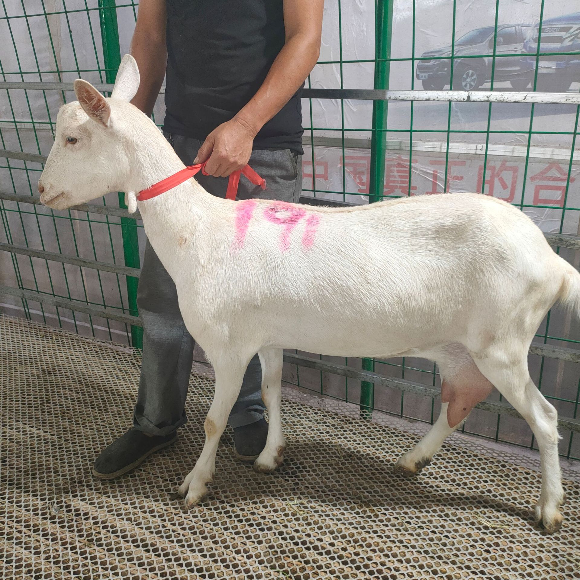 回馈新老顾客【优惠出售】白色萨能奶山羊公羊 出奶奶羊母羊