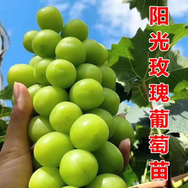 阳光玫瑰葡萄树苗葡萄树苖特大巨峰葡萄苗爬藤北南方种植当年结果
