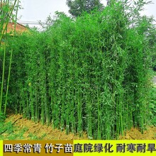 竹子苗四季青庭院植物北方耐寒紫竹苗早园竹罗汉大型毛竹户外盆栽