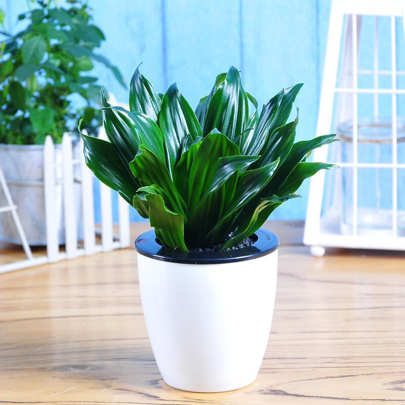 太阳神盆栽四季常青喜阴植物室内办公净化空气吸甲醛好养桌面绿植