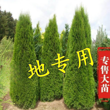柏树树苗大树塔柏四季常青松苗龙柏树苗宝塔松松柏树桧柏树苗
