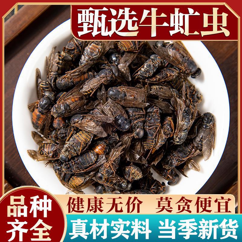 牛虻500克 牛虻药 大个牛虻虫 掺假 牛虻药材真货好-阿里巴巴