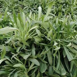 面条菜新鲜现挖野菜羊蹄棵柳叶菜食用蒸菜扫帚菜批发5斤