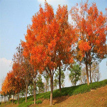 基地直发黄连木产地直销造景工程道路风景绿化
