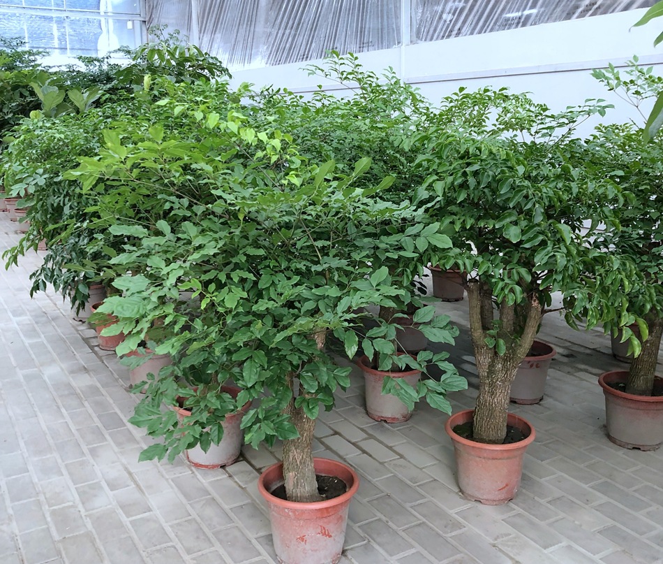 幸福树盆栽 大叶幌伞枫 菜豆树 接骨凉伞 绿宝 园艺绿化花卉盆栽