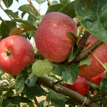 基地批发南方种植红富士苹果树 苗鲁丽苹果树苗 红星苹果成活率好