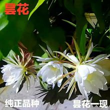 昙花苗昙花盆栽昙花一现昙花大苗带花苞月下美人琼花苗昙花带根