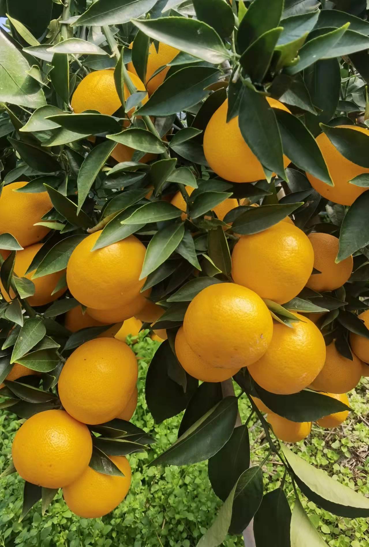 成都嫁接黄美人苗正宗柑橘苗盆栽地栽橘树苗南方种植柑桔果树苗