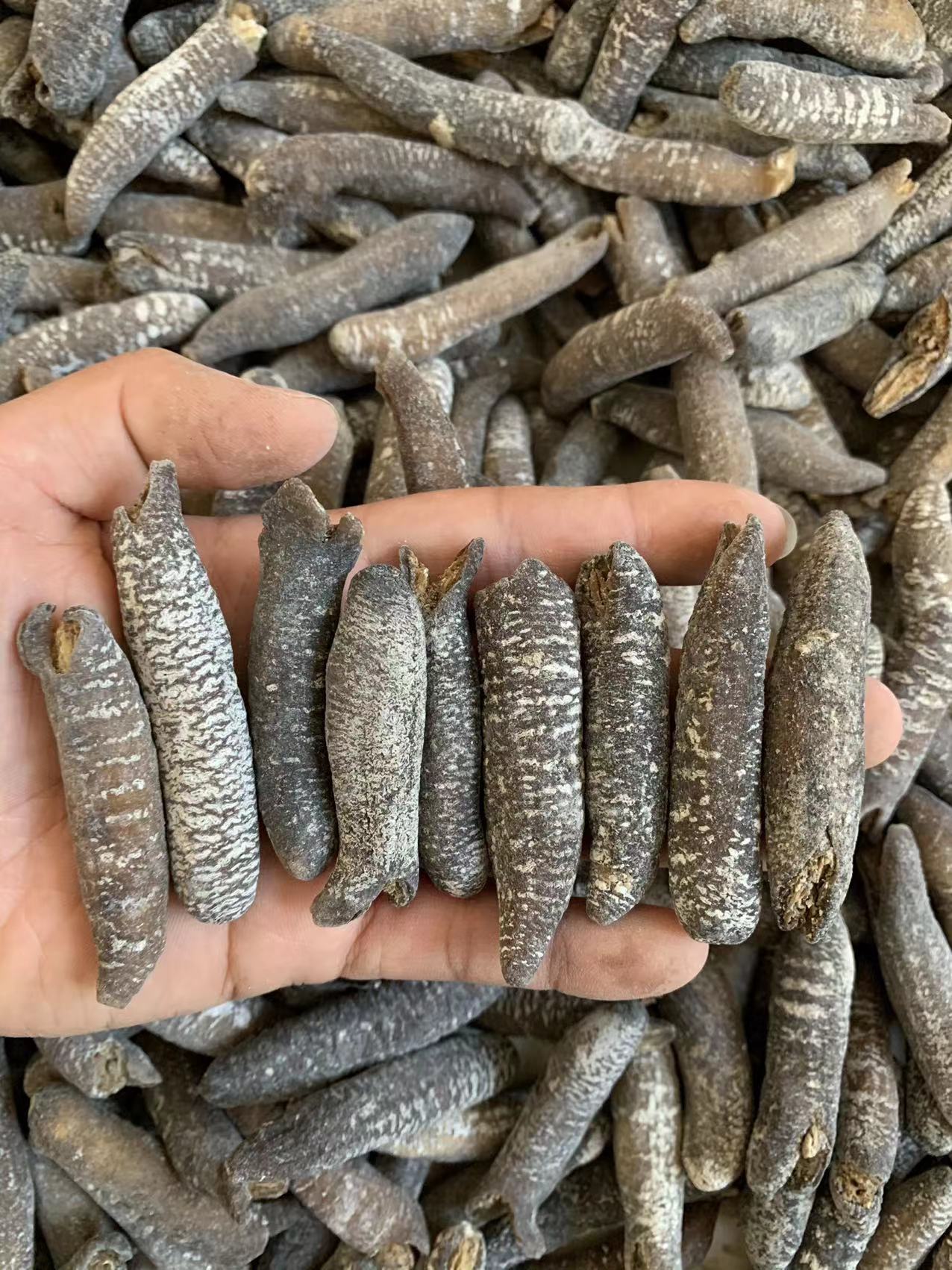 70头沙秃参金沙秃黄金秃明秃参足干淡干非即食海参佛跳墙食材干货