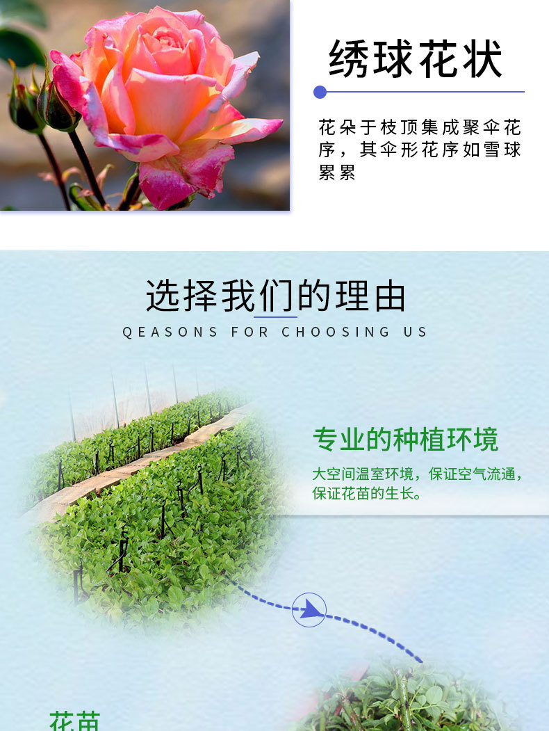 云南基地四季月季种苗 大花观赏绿化工程苗2年生月季花大苗