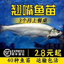 翘嘴鱼苗翘嘴鲌白鱼苗刁子鱼米翘壳淡水路亚养殖活体食用翘壳鱼苗