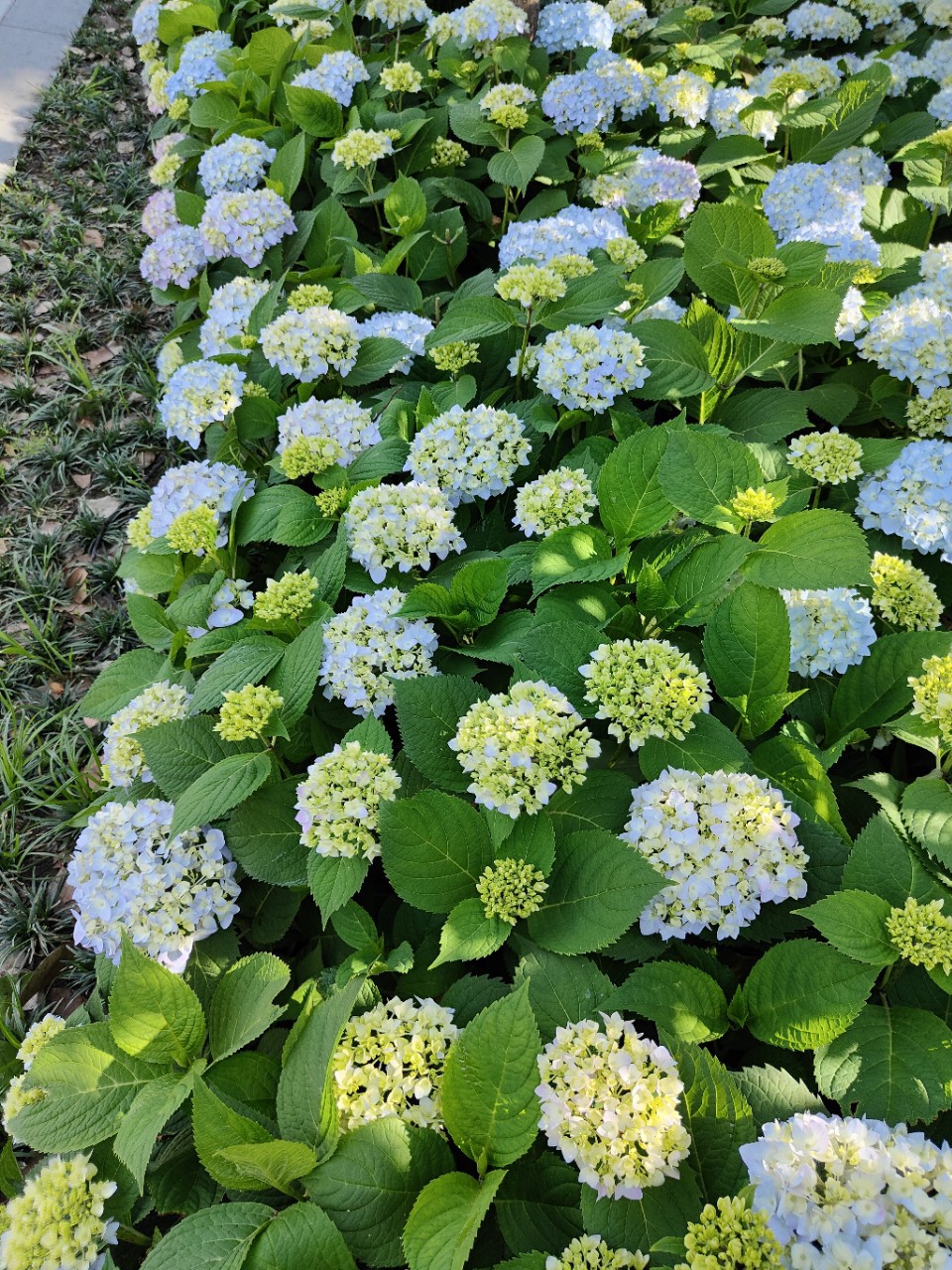无尽夏绣球 八仙花 木绣球盆栽苗