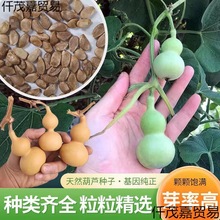 小手捻葫芦种子盆栽四季种植庭院阳台爬藤植物种子室内绿色葫芦籽