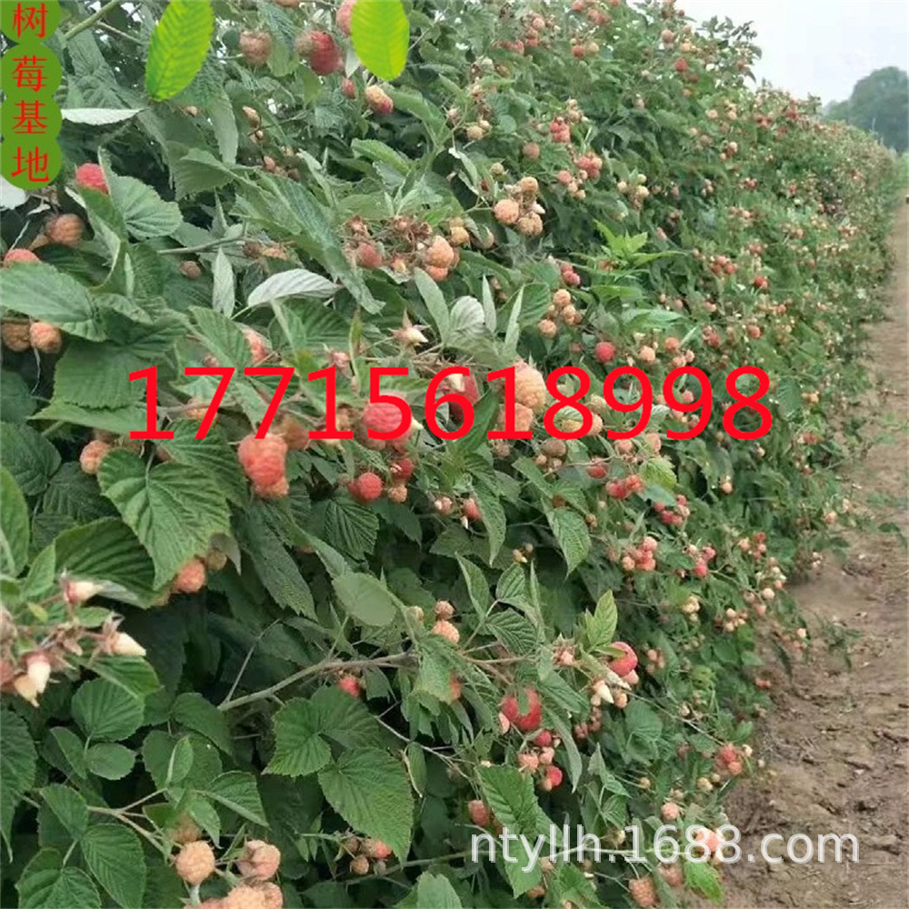 秋萍双季树莓覆盆子树苗盆栽地栽黑树莓红树莓苗南北方种植果树苗