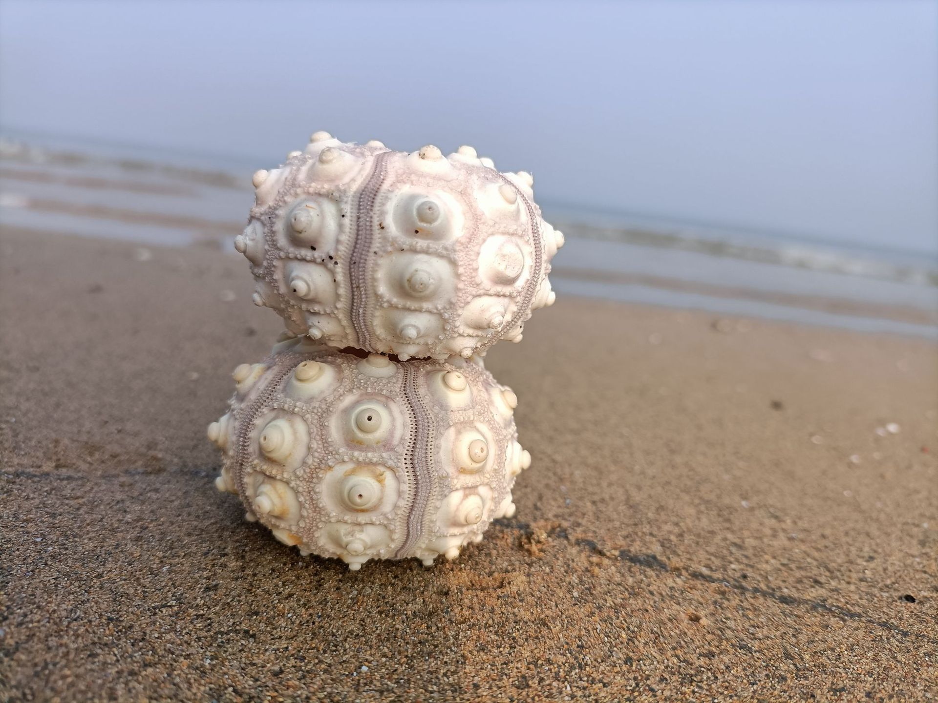 天然贝壳海螺鱼缸天然饰品白色凤梨海胆壳标本精品手工厂家直供