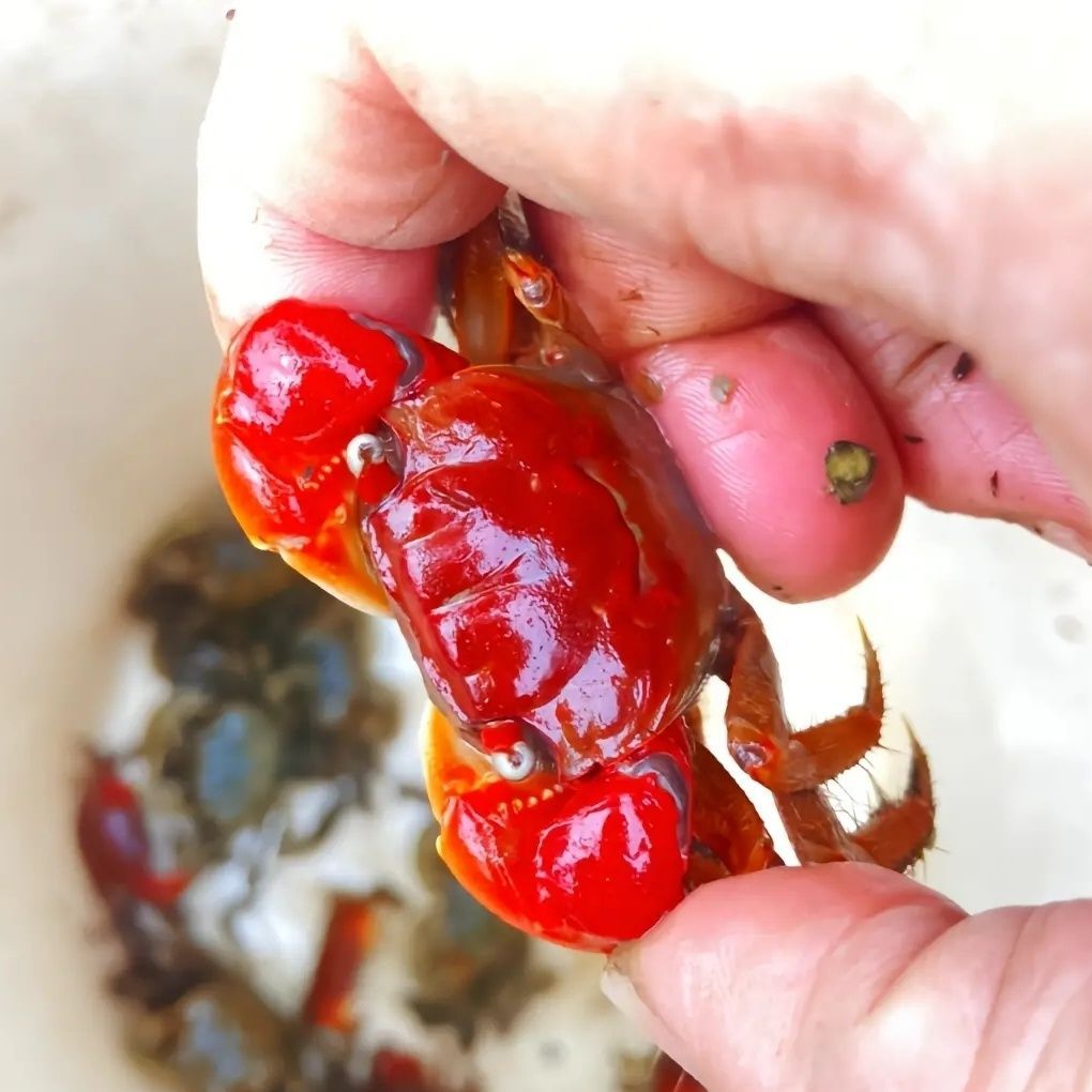 观赏红鳌相手蟹淡水相守蟹活体螃蟹宠物可深水相手蟹批发50只