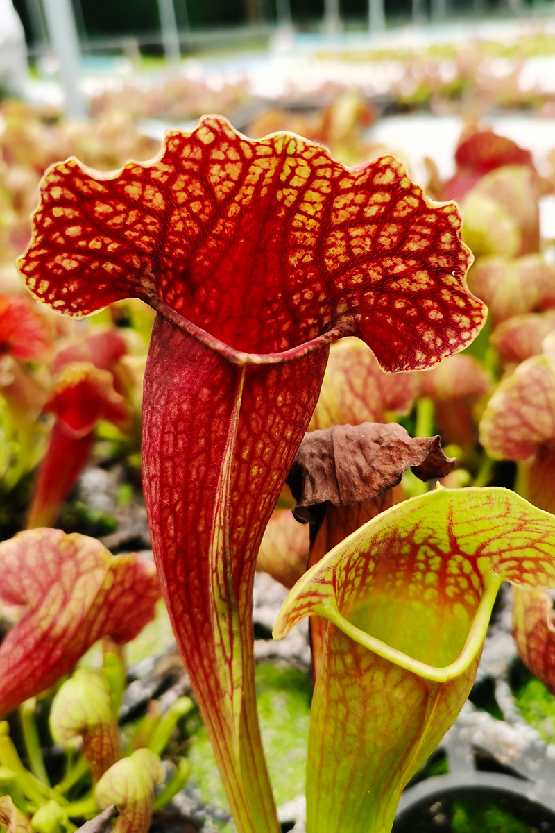 天鹅瓶子草特大号新品种食虫植物菲朗园艺花卉盆栽源头生产基地